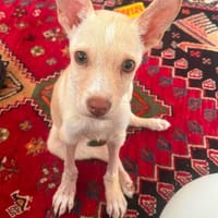 Carotina wartet in der Tierherberge Donzdorf, Hündin zur Adoption