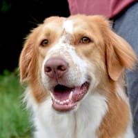 Fusco möchte Ihr Familienmitglied werden, Hund zur Adoption