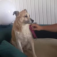 Zeigst du Thanos ein schönes Leben?, Hund zur Adoption