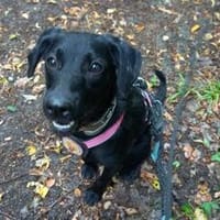 Zuhause gesucht für Kanya, Hündin zur Adoption