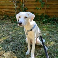 Ombra möchte Sie kennenlernen!, Hündin zur Adoption