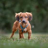 Geben Sie Micra ihr Traumzuhause?, Hündin zur Adoption