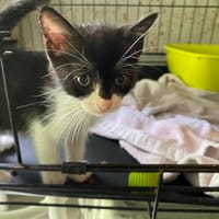 AIMEE, chatte à adopter