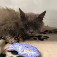 Plume, chatte à adopter