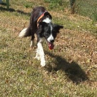 Milaro, chien à adopter
