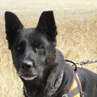 HINA, chienne à adopter