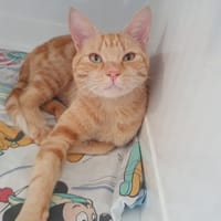 CARAMEL CHA, chat à adopter