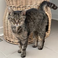 Noisette, chatte à adopter