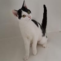 VOLTA, chatte à adopter
