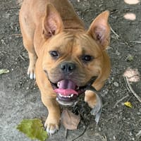 Aiko, chien à adopter