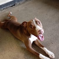 ALAMARGE, chienne à adopter