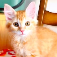 BOUGUI, chat à adopter