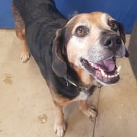 Begua, chien à adopter