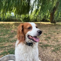 PACHA, chien à adopter