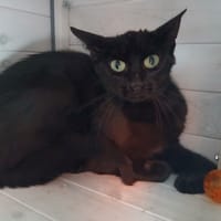 JAKUMA, chatte à adopter
