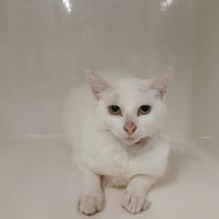 HALIE, chatte à adopter