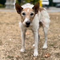Milie CAA15924, chienne à adopter