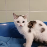MALCOLM, chat à adopter