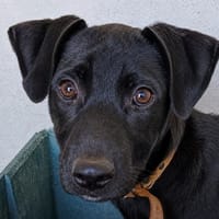 Hei-Hei, chienne à adopter