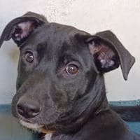 Den, chienne à adopter