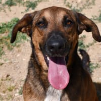 YUJI (réservé), chien à adopter