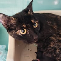 POULETTE QCT, chatte à adopter