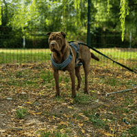 USER OAA20113, chien à adopter