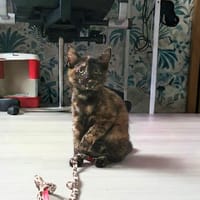 Suzette, chatte à adopter