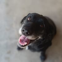 Bangkok, chienne à adopter