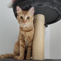 PETUNIA, chatte à adopter