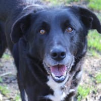 Archi, chien à adopter