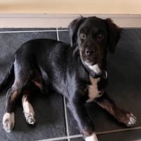 PACTOLE, chien à adopter