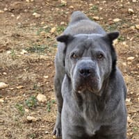 Maë, chienne à adopter