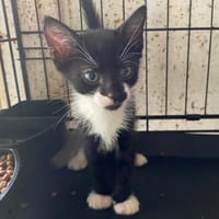 AMO, chat à adopter