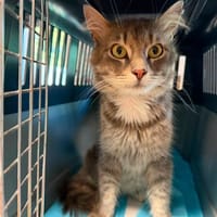 GRINARDO, chat à adopter