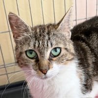 Saliba, chatte à adopter