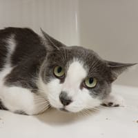 JIM, chat à adopter