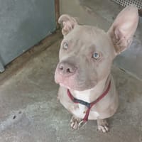 KYRA, chienne à adopter
