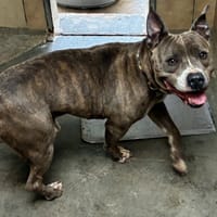 GOKU DIT OSLO, chien à adopter
