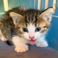 TI BOUCHON, chatte à adopter