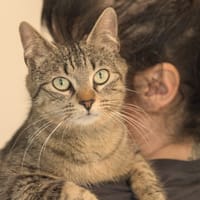 REINE C, chatte à adopter