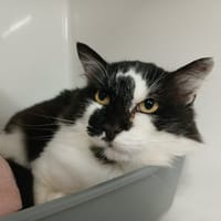 Smoothy, chat à adopter