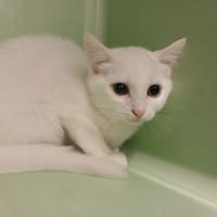 DOUI, chat à adopter