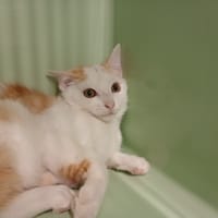 Stevie, chat à adopter
