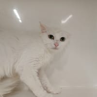 LOIS, chatte à adopter