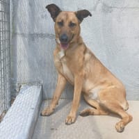 AURA, chienne à adopter