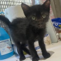 ANGE, chat à adopter