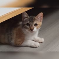Paulette, chatte à adopter