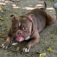Cuba, chienne à adopter
