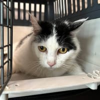 BELLA, chatte à adopter